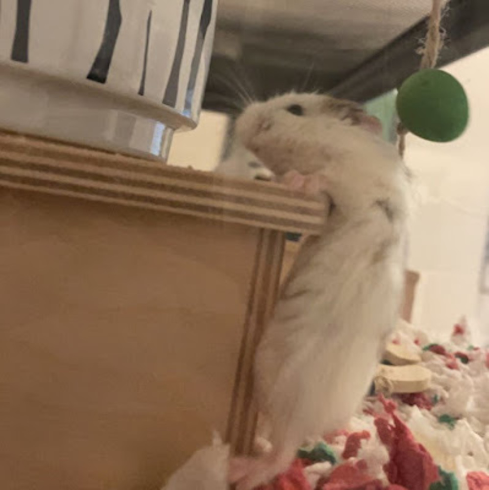 Meet your Posher, Ava
